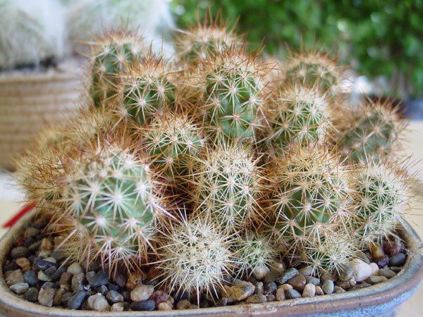 Echinocereus_barthelowanus